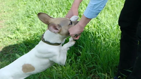 Master playing a dog with a stick slow motion close up Video stock 107563139
