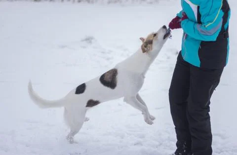 Master playing with mixed breed dog trying to pull out rope Stock Photos