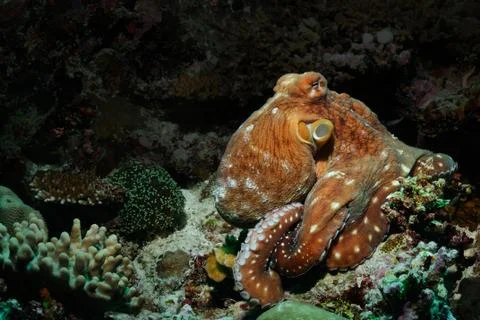 Master of the reef Stock Photos