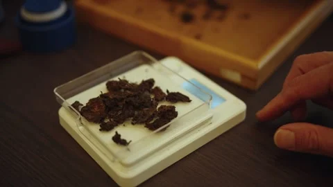 Master of the tea ceremony weighs dry puerh tea on an electronic scale Stock Footage 296012402