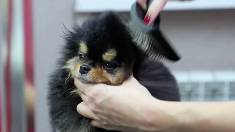 Masterclass on how to blow dry and brush Pomeranian in dog spa Stock Footage 181763266