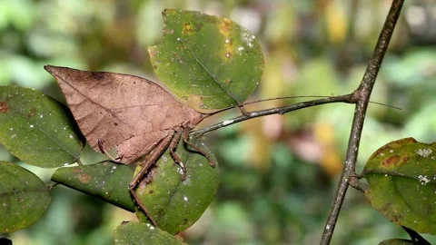 Masterful Dead Leaf Mimic Insect Camouflaged on Branch. Stock Footage 321180022