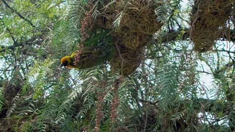 Masterful Weaver Bird Constructs Intricate Nest High in the Branches Stock Footage 331975349