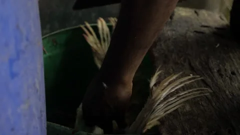 Mastering the Art of Chicken Cutting - A Step-by-Step Guide Stock Footage 320946735