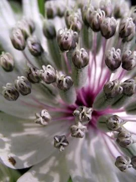 Masterwort Flower 2 Stock Photos