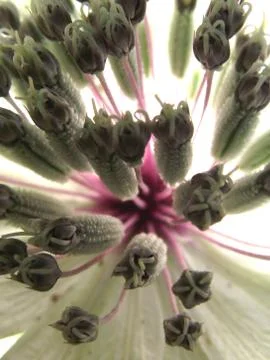 Masterwort Flower 3 Stock Photos