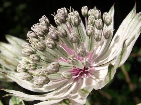 Masterwort Flower 4 Stock Photos