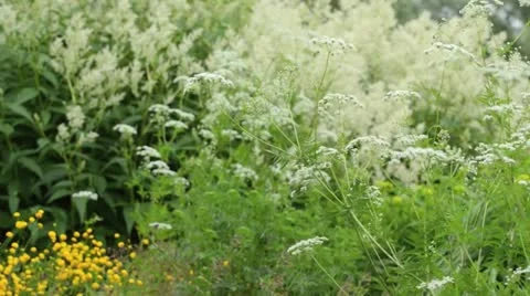 Masterwort (Peucedanum) Stock Footage 14623423