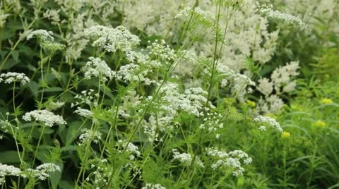 Masterwort (Peucedanum) Stock Footage 14627574