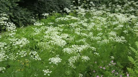 Masterwort (Peucedanum) Stock Footage 14627756