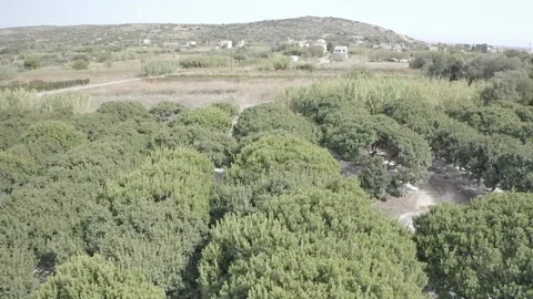 Mastic Plants Greece Stock Footage 146912072