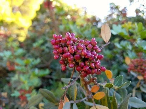 Mastic tree close up Foto stock