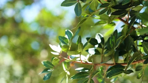 Mastic tree Stock-Footage 194475016