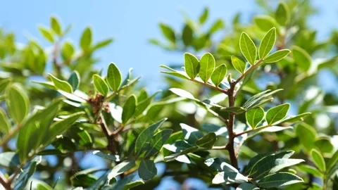 Mastic tree 스톡 동영상 194475052