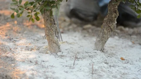 Mastic tree harvest Video stock 170875036