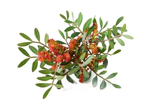 Mastic tree Stock Photos