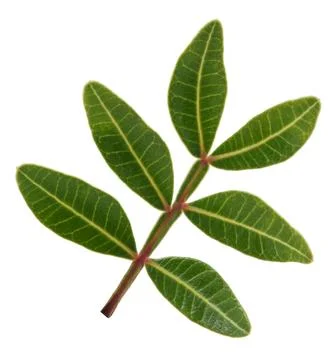 Mastic tree Stock Photos