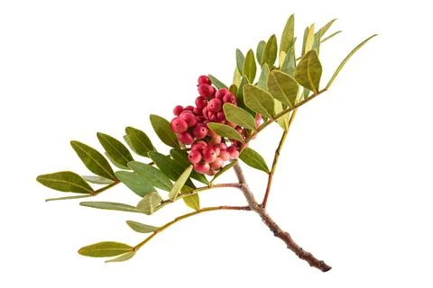 Mastic Tree with Red Berries Stock Photos