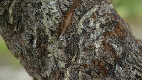 Mastic tree tear resin chios greece Video stock 327882181