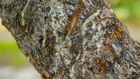 Mastic tree tear resin chios greece nature harvesting medicinal Stock Photos