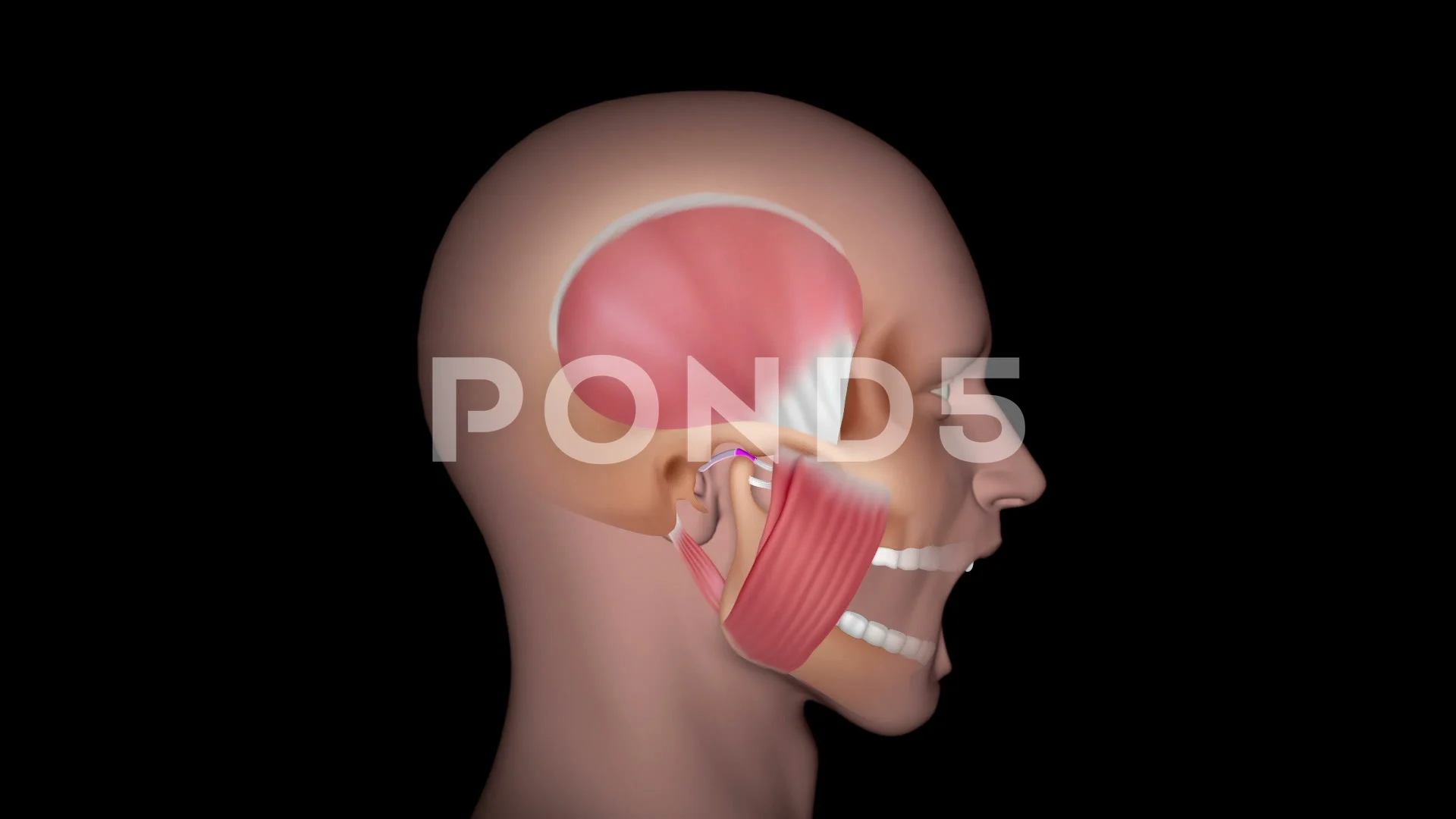 Mastication muscles at work, animation. | Stock Video | Pond5
