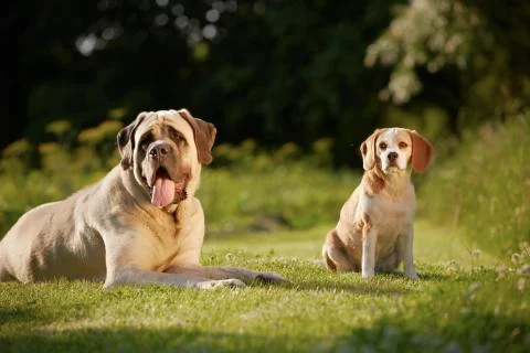 Mastiff with beagle Stock Photos