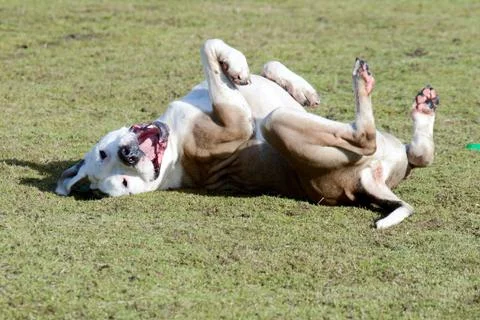 Mastiff dog rolling on back Stock Photos