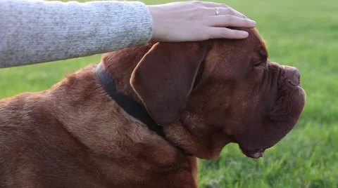 Mastiff getting pet closeup Stock Footage 63079086