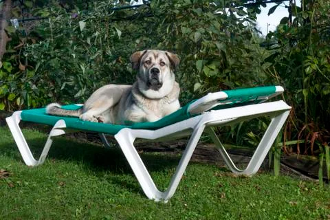 A mastiff hammock Stock Photos