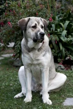 Mastiff looking at one side Foto stock