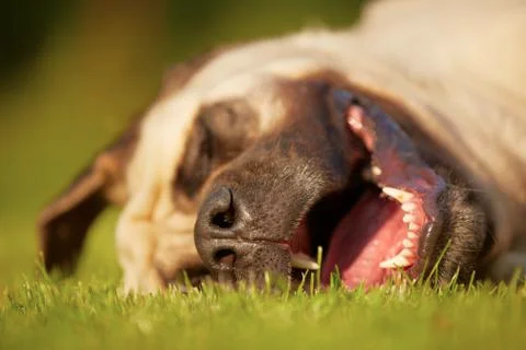 Mastiff Stock-Fotos