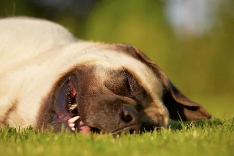 Mastiff 写真素材
