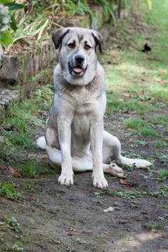 Mastiff Stock Photos