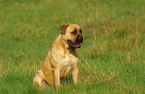 MASTIFF Stock Photos