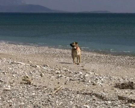 Mastiff playing at beach 스톡 동영상 110943