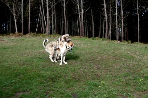 Mastiff playing Stock Photos
