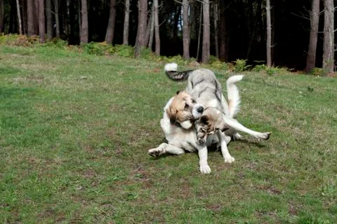 Mastiff playing Stock Photos