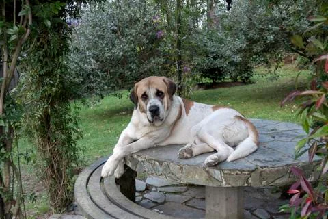 Mastiff on a table Stock Photos