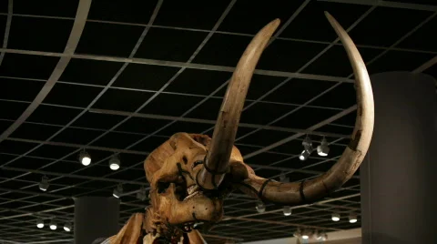 Mastodon Display 스톡 동영상 708102