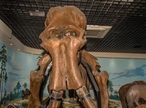 Mastodon skeleton on display Stock Photos