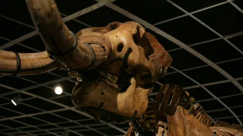 Mastodon Tusks 스톡 동영상 708121