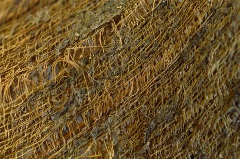 Mat like material found on coconut trees. The pattern shows intricate design  Stock Photos