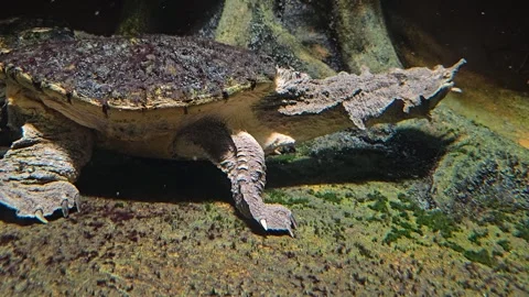 A Mata mata turtle  Stock Footage 277418571