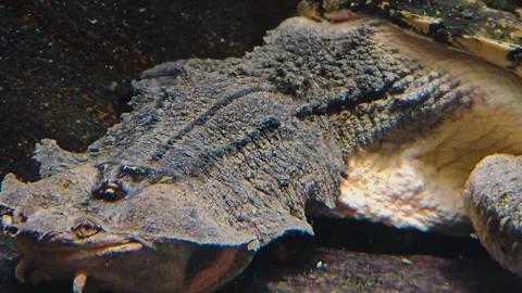 Mata mata turtle head Stock Footage 245051556