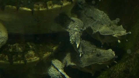 Mata mata turtle mating Stock Footage 116742068