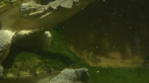 Mata mata turtle mating Stock Footage 116755153