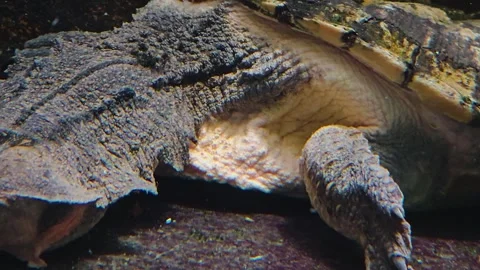 A Mata mata turtle relaxing Stock Footage 244991751
