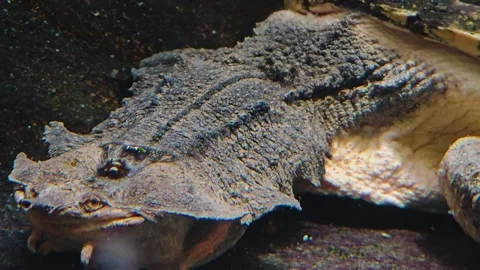 A Mata mata turtle resting  Stock Footage 245046573