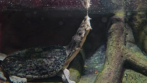 Mata mata turtle taking a breath 스톡 동영상 261388625