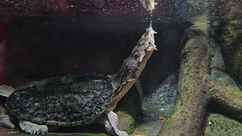  Mata mata turtle underwater 스톡 동영상 261416993